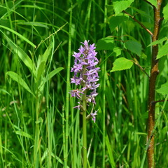 Dactylorhiza sibirica