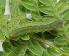 Strongylogaster filicis