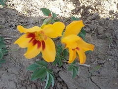 Cochlospermum wrightii