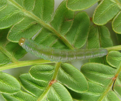 Strongylogaster filicis