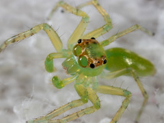 Epeus alboguttatus