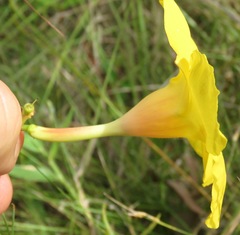 Mandevilla scabra