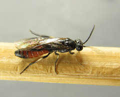 Strongylogaster filicis