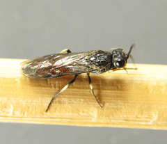 Strongylogaster filicis