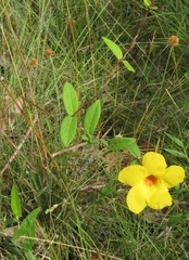 Mandevilla scabra