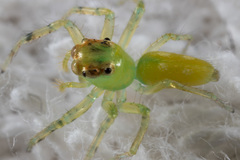 Epeus alboguttatus