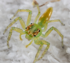 Epeus alboguttatus