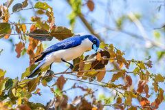 Cyanolanius madagascarinus