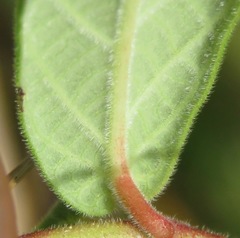 Mandevilla scabra