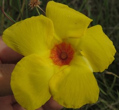 Mandevilla scabra