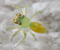 Epeus alboguttatus
