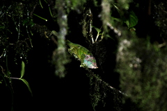 Calumma oshaughnessyi