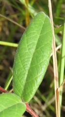 Mandevilla scabra