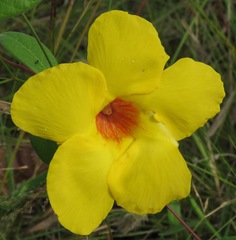 Mandevilla scabra