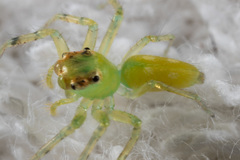 Epeus alboguttatus