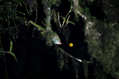 Calumma oshaughnessyi