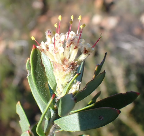 Image of Leucospermum royenifolium by (c) Nicola van Berkel, some rights reserved (CC BY-SA)