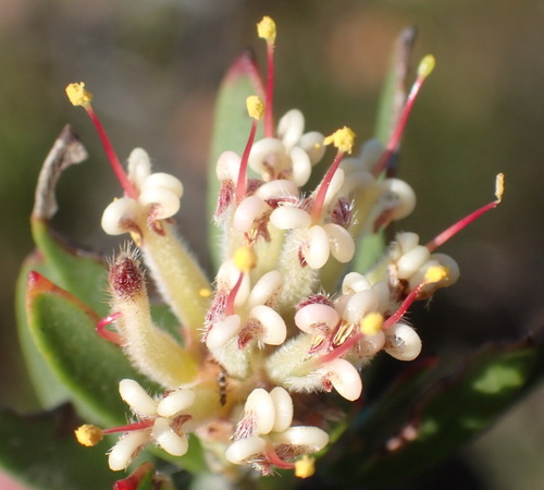 Image of Leucospermum royenifolium by (c) Nicola van Berkel, some rights reserved (CC BY-SA)