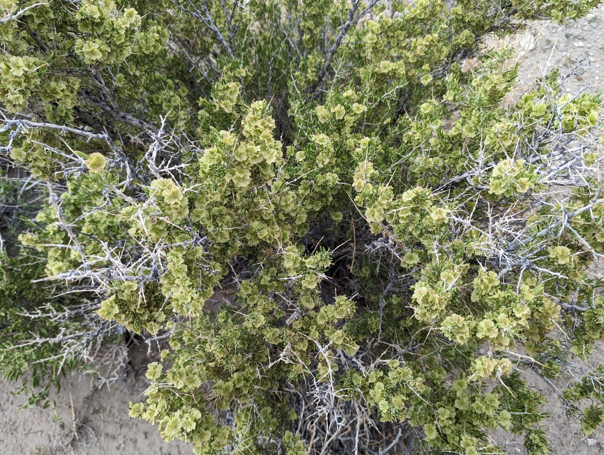 Sarcobatus baileyi