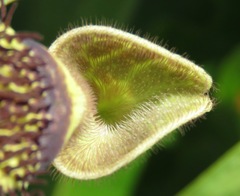 Aristolochia surinamensis