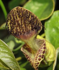 Aristolochia surinamensis