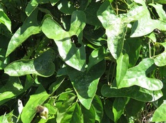 Aristolochia surinamensis