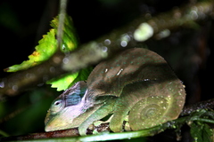 Calumma oshaughnessyi