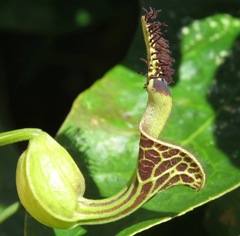 Aristolochia surinamensis