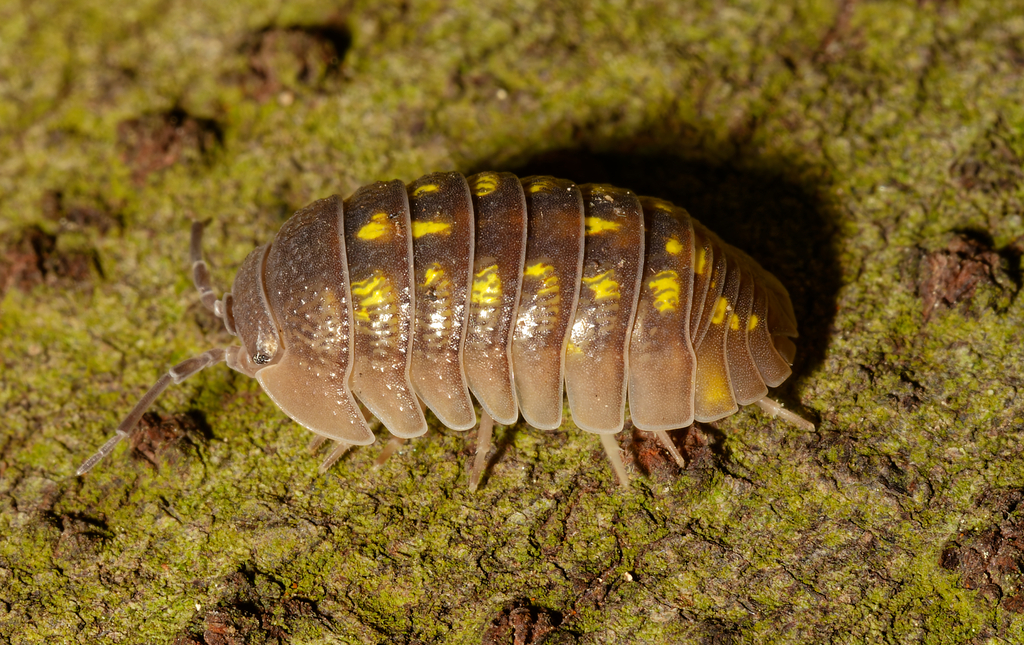 Armadillidium granulatum