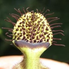 Aristolochia surinamensis