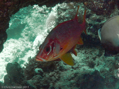 Sargocentron spiniferum