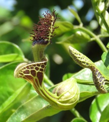 Aristolochia surinamensis