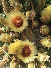 Ferocactus emoryi rectispinus