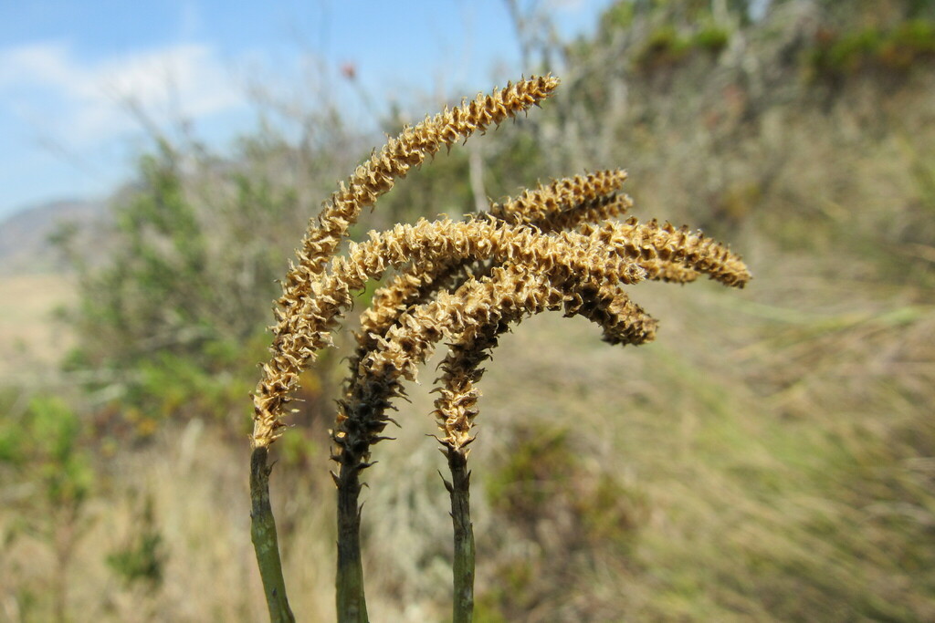 Diphasiastrum thyoides from Villapinzón, Cundinamarca, Colombia on May