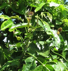 Aristolochia surinamensis