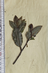 Pittosporum colensoi
