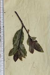 Pittosporum colensoi