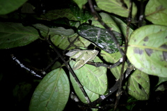 Calumma oshaughnessyi