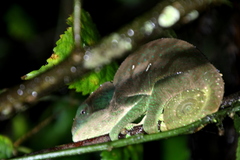 Calumma oshaughnessyi