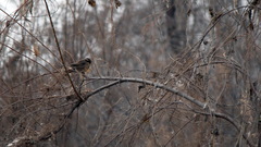 Prunella atrogularis