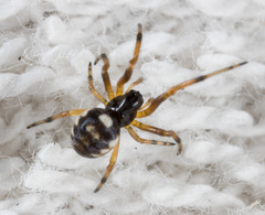 Araneus ejusmodi