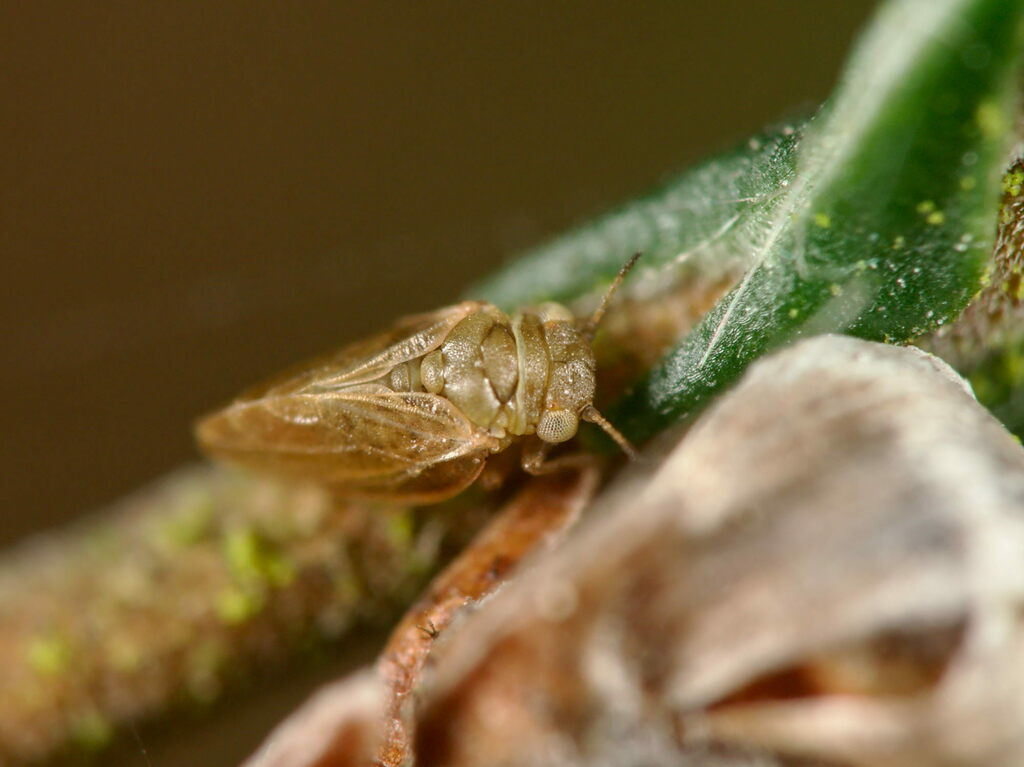 Strophingia ericae