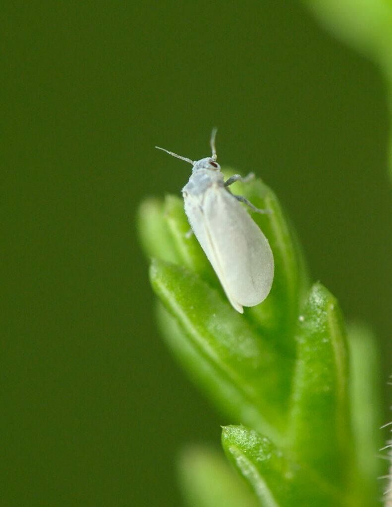 Calluneyrodes callunae