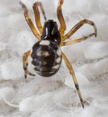 Araneus ejusmodi