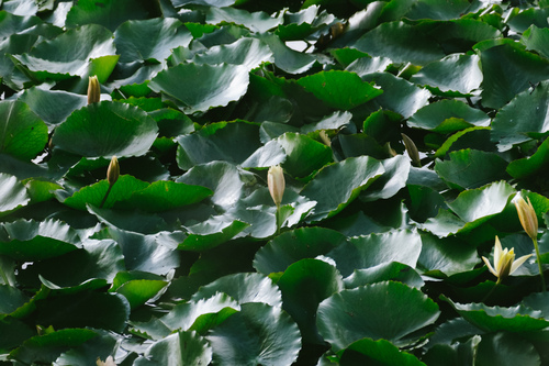 Image of Nymphaea mexicana by (c) Bruno Peixoto, some rights reserved (CC BY)