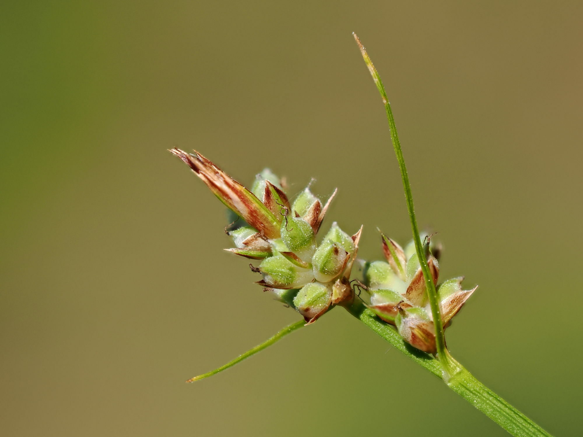 Carex pilulifera