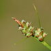 Carex pilulifera - Photo (c) Gilles San Martin, algunos derechos reservados (CC BY-SA), subido por Gilles San Martin