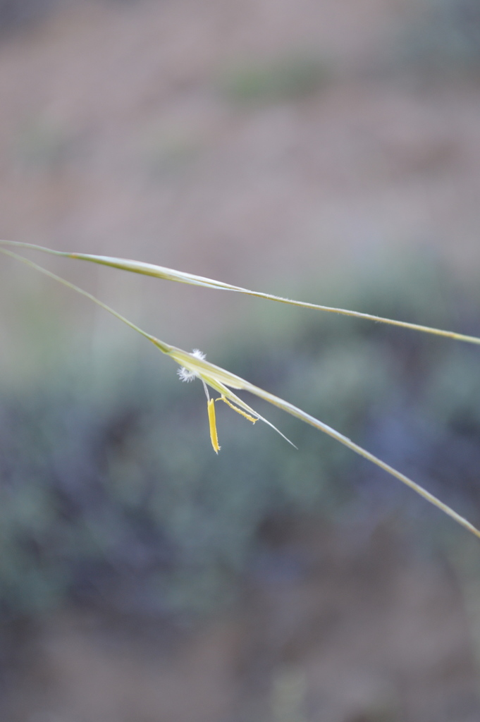 Needle-and-Thread (Plants Of Lathrop State Park) · INaturalist