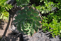 Aeonium urbicum image