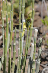 Ceropegia dichotoma image